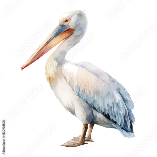 Pelican, watercolor clipart vector, isolated on a white background.