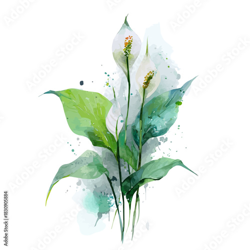 Peace Lily, watercolor drawing vector, isolated on a white background.