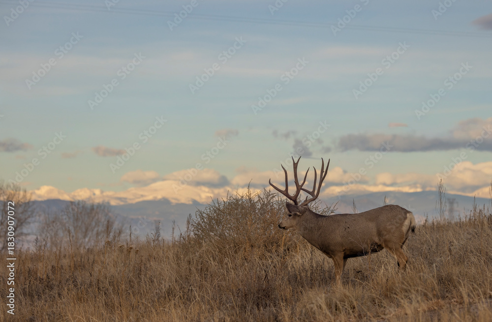 Obraz premium Buck Mule Deer During the Rut in Autumn in Colorado