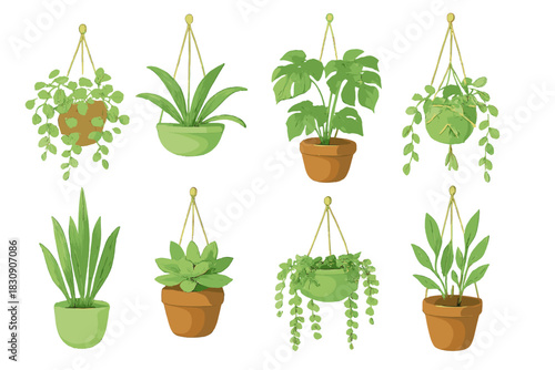 Variety of popular houseplants in pots and hanging baskets for home decor