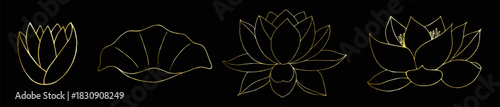 Gold contour of lotus flowers and water lily set hand drawn doodle vector isolated elements for premium design. Golden gradient line.