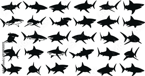 Extensive vector silhouette collection of thirty different sharks, including great white and hammerhead species, in various swimming poses, representing ocean predators, danger, wildlife, and 