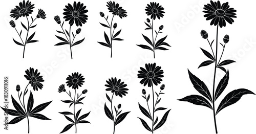 Black Silhouettes of Wild Aster Daisy Flowers Vector Set for Botanical Design Elements, Floral Arrangements, and Nature Graphics isolated on White.