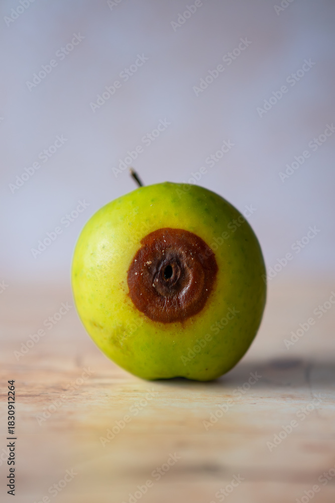 Fototapeta premium Organic green apple with a borehole (tunnel) and concentric brown circles, Codling Moth infestation