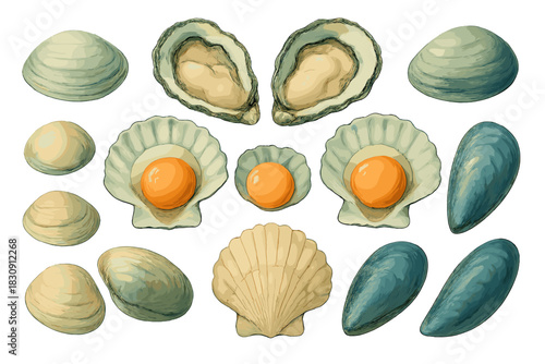 Detailed collection of various marine bivalve mollusks including oysters, clams, mussels, and scallops