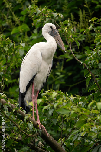 Asian Openbill  Stork - Anastomus oscitans, beautiful large bird native to Asian fresh waters and swamps, Vietnam.