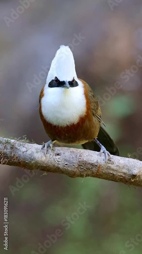 White-crested laughingthrush
