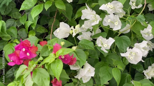 Summer Bloom Bougainvillea Plant Detail Close-up of vibrant pink and white tropical Bougainvillea flowers with bracts under sunlight. Bright, colorful background for summer, garden, and travel