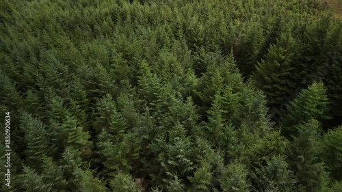 A climb with views of the mountains and forest