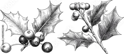 2 sets of hand-drawn holly and mistletoe vector illustrations isolated on a white background, with a white and black color palette