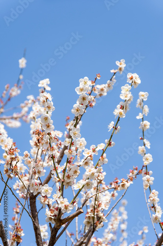 早春の青空と咲き誇る白梅