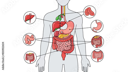 Anatomical vector illustration of the human digestive system with detailed organ callouts