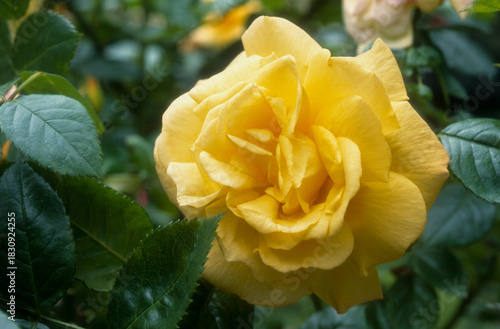 Foto Rose 'Ville de Chine'