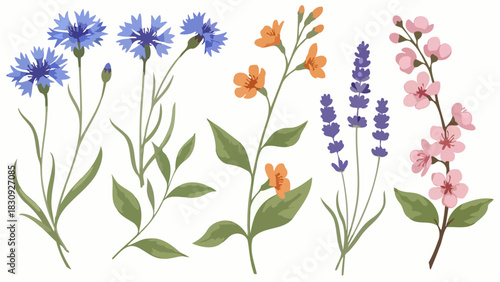 Beautiful botanical illustrations of diverse spring and summer flowers vibrant blue cornflowers, aromatic lavender, and delicate pink blossoms for natural design