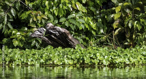 Neotropical otter (Lontra longicaudis), lying on a branch at the water's edge, Tortuguero National Park, Costa Rica