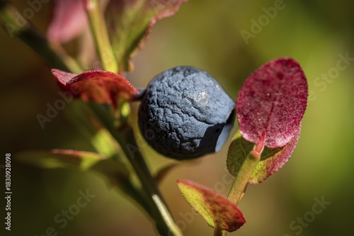 European blueberry (Vaccinium myrtillus) shrivelled by drought, blueberry, Finland