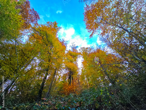 Autumn Gaze Into the Sky