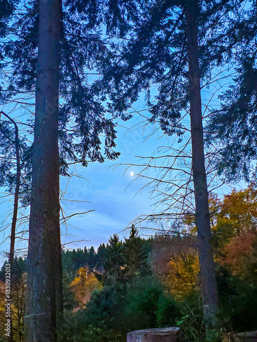 Autumn Gaze Into the Sky