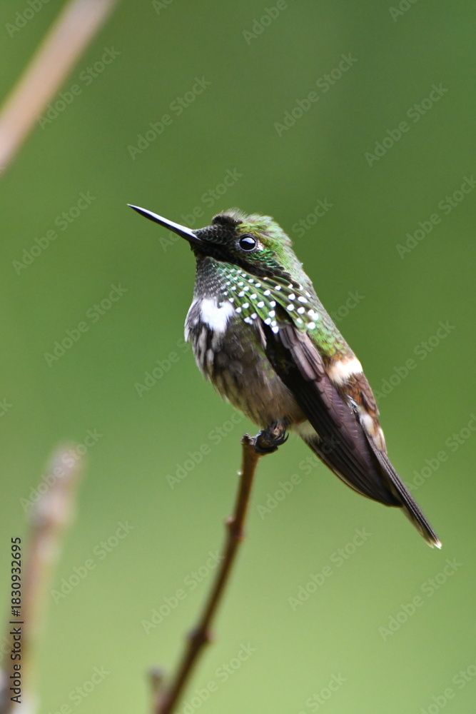 Obraz premium Festive Coquette, hummingbird on a branch