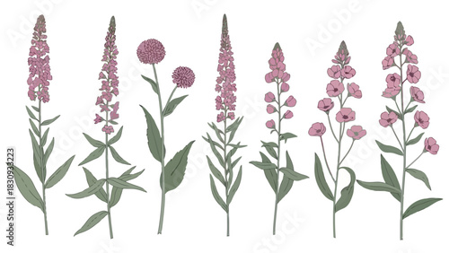 A beautiful assortment of hand-drawn pink and purple wildflowers, showcasing various species of meadow blossoms in a botanical art style