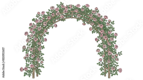 Elegant garden arch with climbing pink roses, isolated on a white background. A beautiful floral element for wedding or landscape design