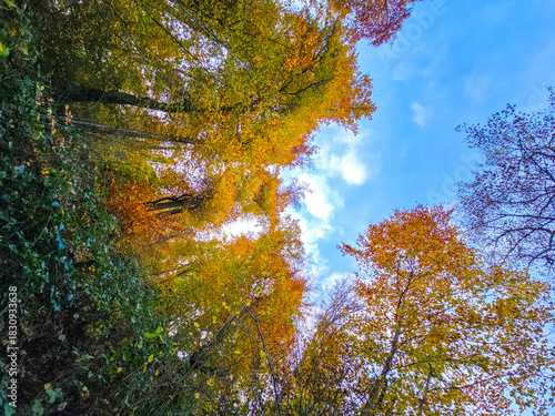 Autumn Gaze Into the Sky