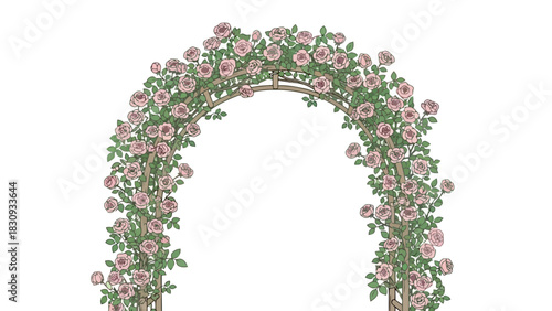 An elegant archway of climbing pink roses with lush green leaves, a beautiful floral frame isolated on a white background