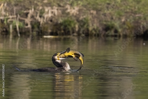Cormorant in the water devouring a tench (Tinca tinca), Hesse, Germany