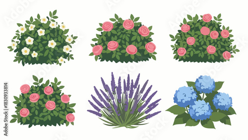 Collection of Garden Bushes and Floral Elements Illustrations of Various Blooming Shrubs