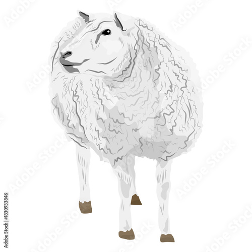 A fluffy white domestic sheep looks away. Realistic animal vector