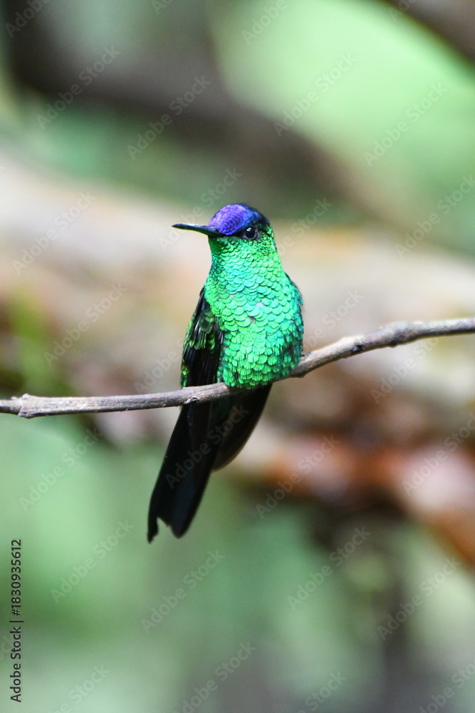 Fototapeta premium Violet-capped Woodnymph, hummingbird