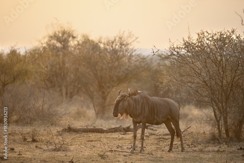 Blue wildebeest (Connochaetes taurinus) in the evening light, Kruger National Park, South Africa
