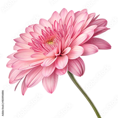 Isolated close up of a pink gerbera daisy with a green stem against a black background view from above