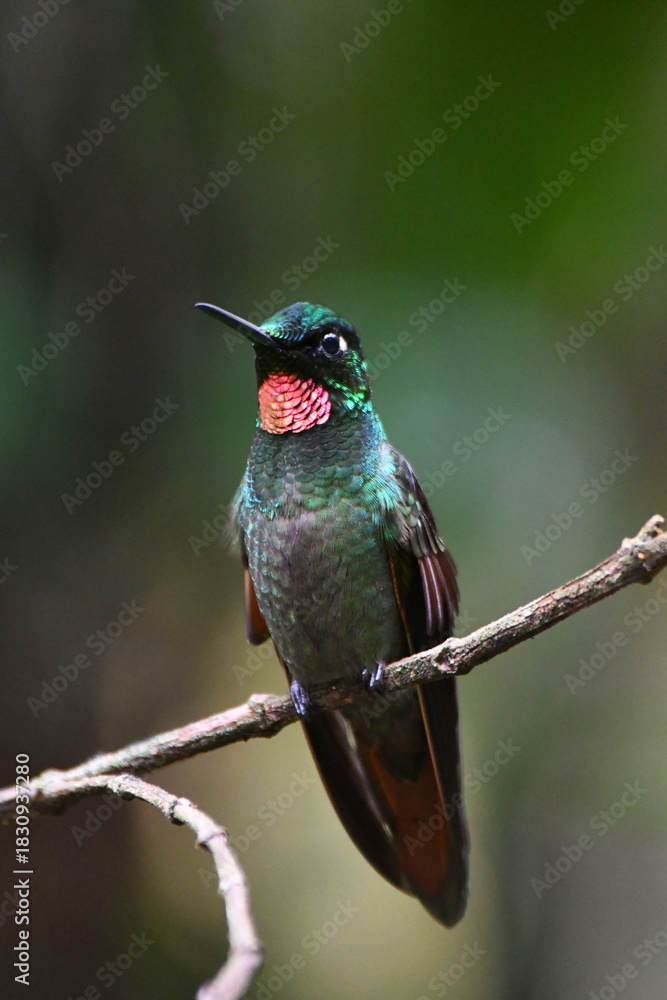 Obraz premium Brazilian Ruby, hummingbird