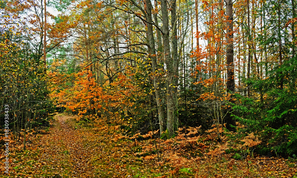 Obraz premium Autumn forest in golden leaves