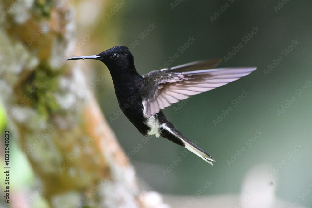 Obraz premium hummingbird in flight, Black Jacobin