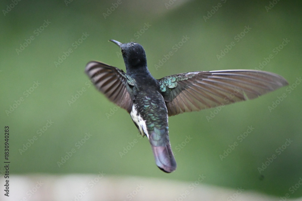 Fototapeta premium hummingbird in flight, Black Jacobin
