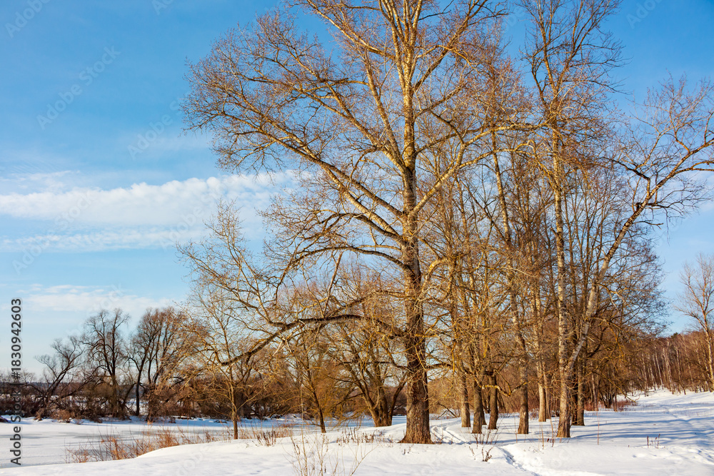 Fototapeta premium Striking bare trees line a snowy riverbank under a vast, bright blue winter sky with delicate clouds, golden sunlight highlights trunks