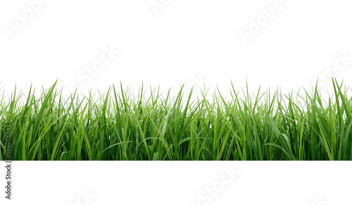 Lush Green Grass Field With Fresh Blades Swaying Gently in the Breeze on a Su...
