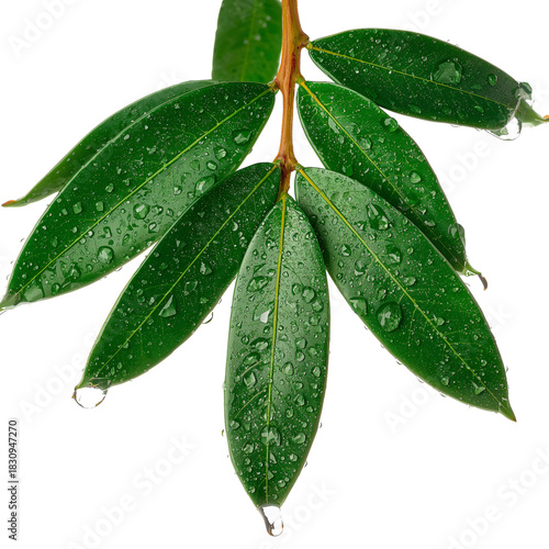 Fresh Green Leaves With Water Droplets on a White Background