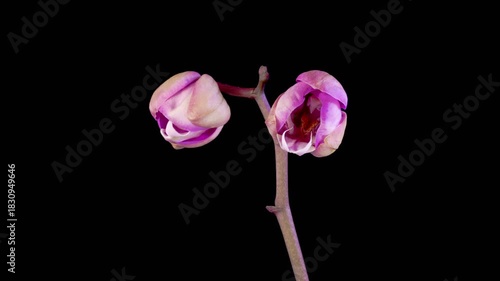 Orchid Blossoms. Blooming Purple Orchid Phalaenopsis Flower on Black Background. Time Lapse. 4K.