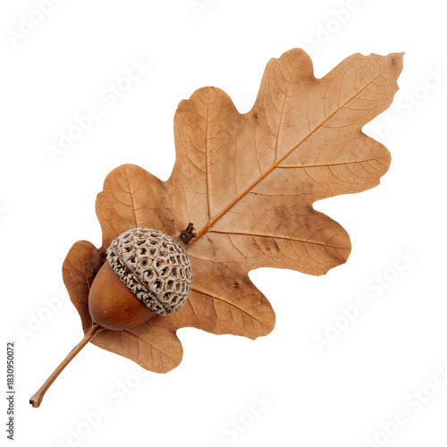 Oak Leaf in Warm Brown Tones Resting on a Clean White Background