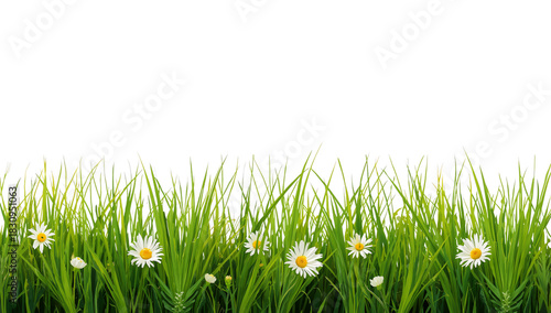 Colorful Flowers Blooming in a Vibrant Meadow During Springtime Sunshine