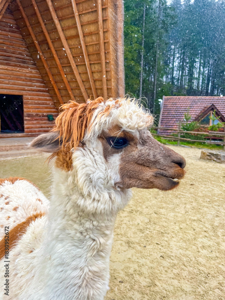 Naklejka premium An alpaca in front of its wooden house. An alpaca and flying snow. An alpaca is a light-red animal with small ears and thick, fluffy fur all over its body, including its head.