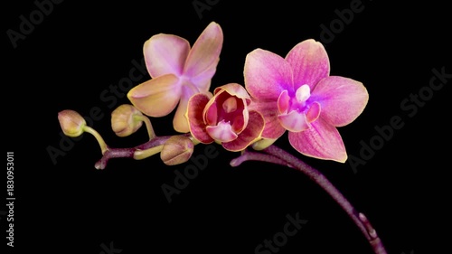 Orchid Blossoms. Blooming Red Orchid Phalaenopsis Flower on Black Background. Time Lapse. 4K.