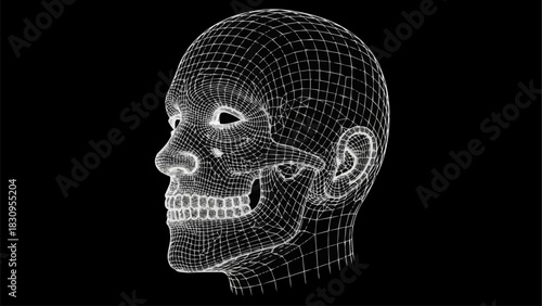 3D Wireframe Model of Human Head with Skull and Jaw Visible.