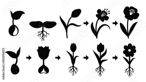 Flat vector illustration detailing the plant growth cycle, from a germinating seed with roots to a blooming flower,, isolated on white background