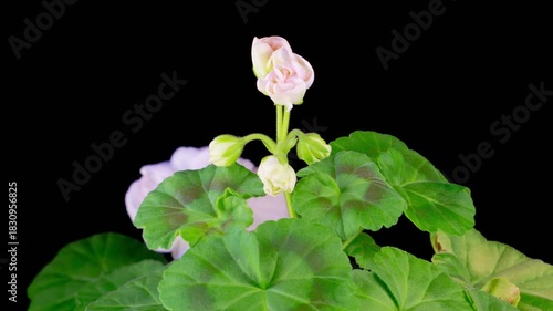 White Geranium Pelargonium Blossoms. Beautiful Time Lapse of Opening White Geranium Pelargonium Flower on Black Background. 4K.
