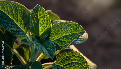 道に生えてる草道に生えてる草