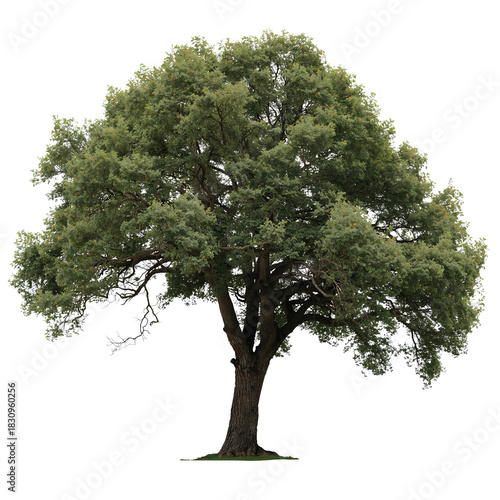 Large Green Tree With Thick Foliage Situated in an Open Field During Daylight...